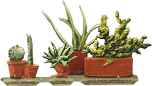 Potted plants, Cacti (cactus) and agaves. 