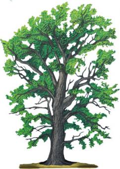 Pedunculate oak, large 