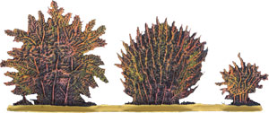 Trois arbustes différents (buisson) 