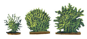 3 different shrubs (bush) 