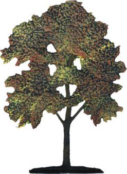 Tilia - autumn- lime tree 