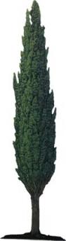 Cypress 