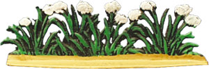 Cottongrass, cotton-grass or cottonsedge 
