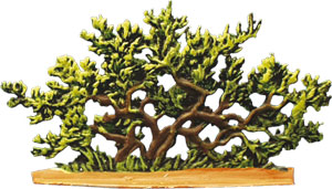 Siberian dwarf pine 